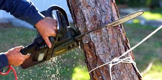 Best Tree Health Inspection  in Leeds, AL