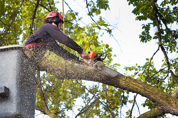 Reliable Leeds, AL Tree Services Solutions